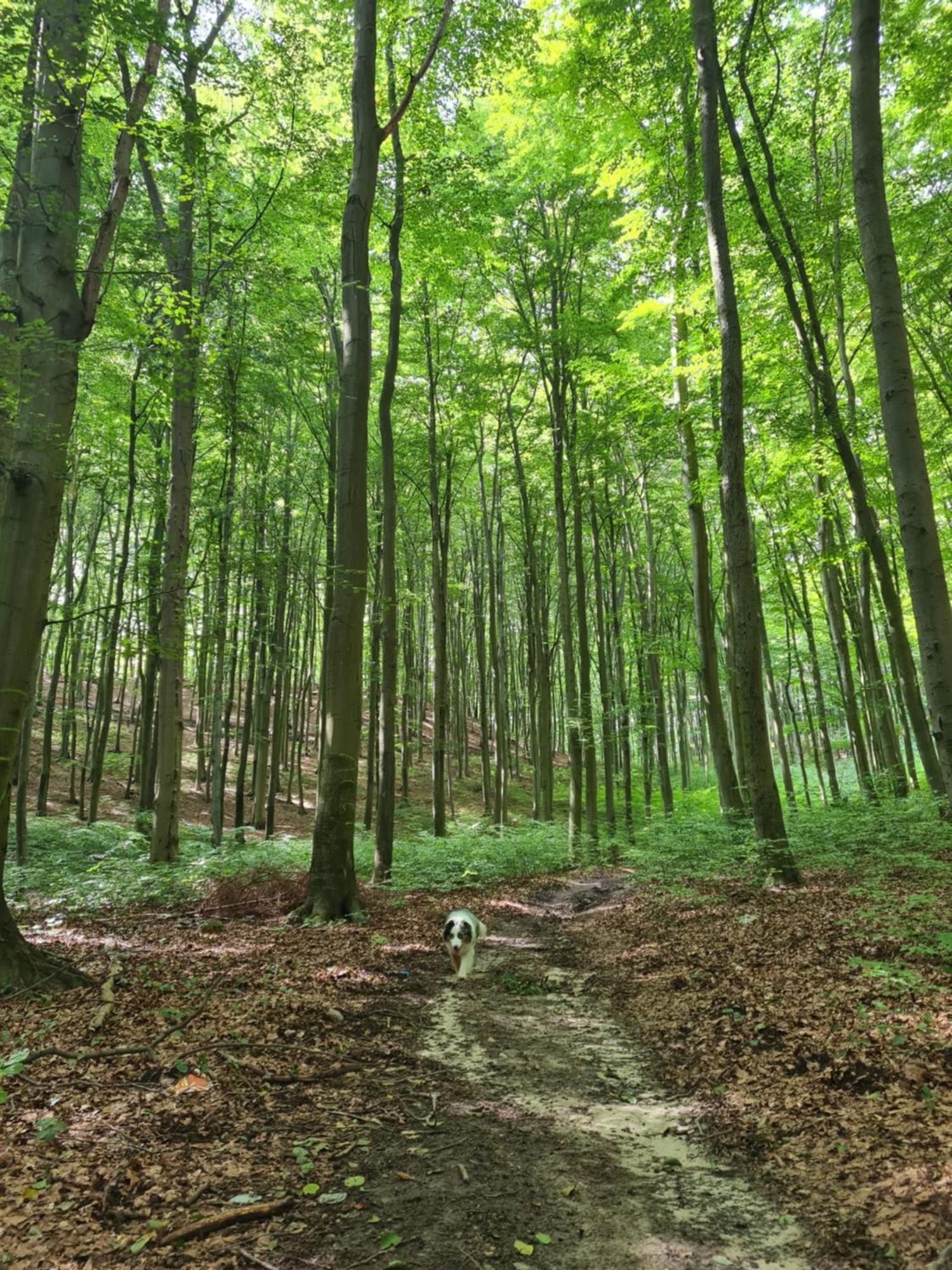 Wigwam Dom Z Basenem Na Kaszubach Villa Sulęczyno Esterno foto